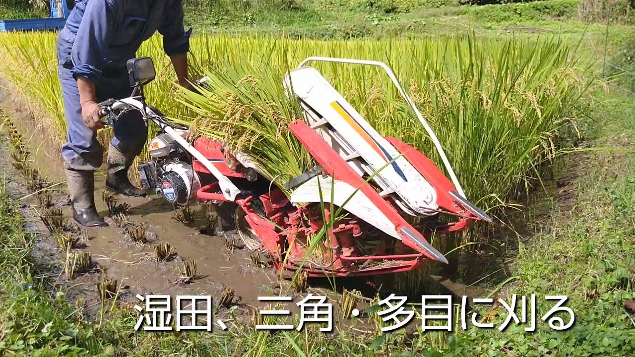稲刈り2021 大萱②湿田 山間部の最後、この後が大変