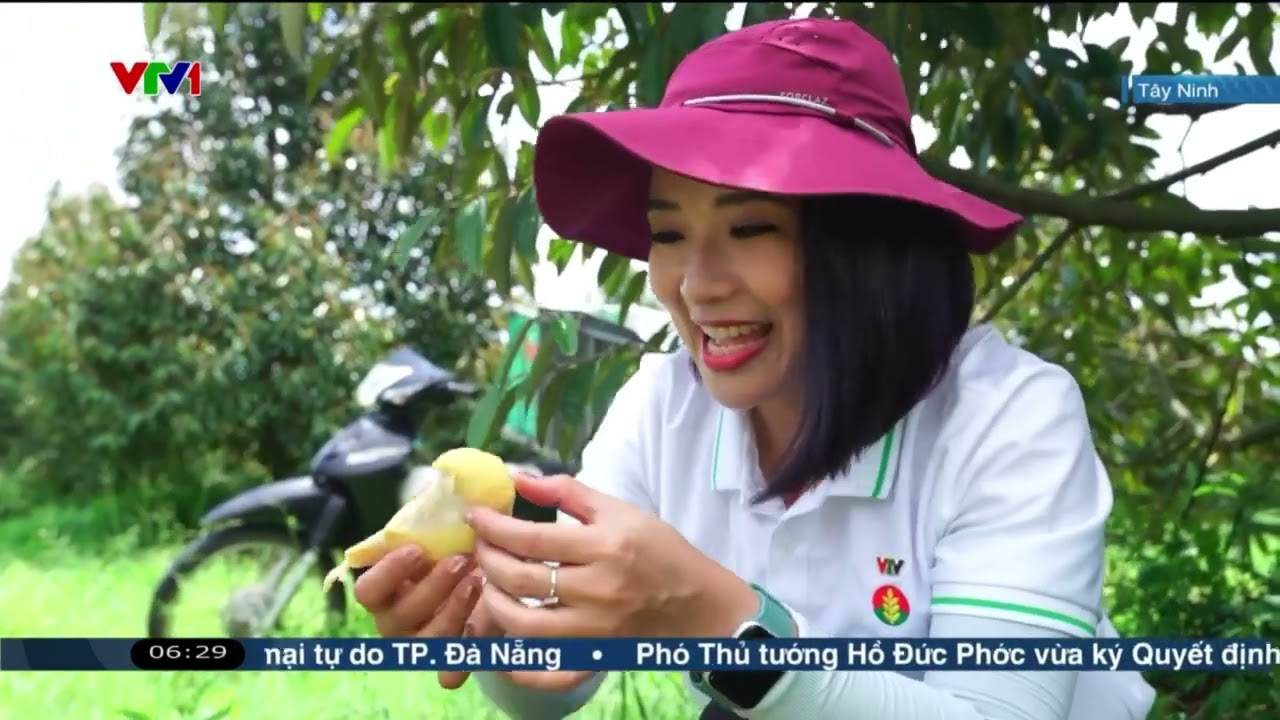 [BẢN FULL] THỨC GIẤC VỚI MÙA VÀNG: ĐÃ CÓ MẶT TẠI “THỦ PHỦ” SẦU RIÊNG TỈNH TÂY NINH