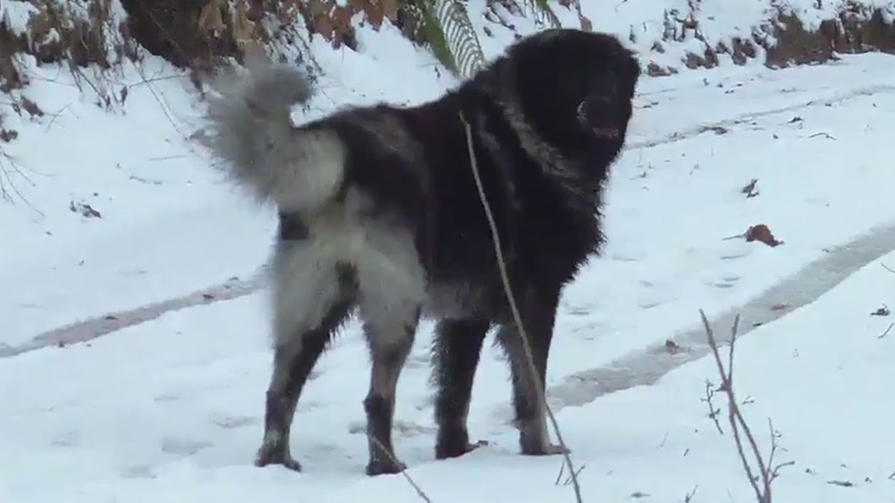 Winter in the Mountains with Our Pack of Livestock Guardian Dogs