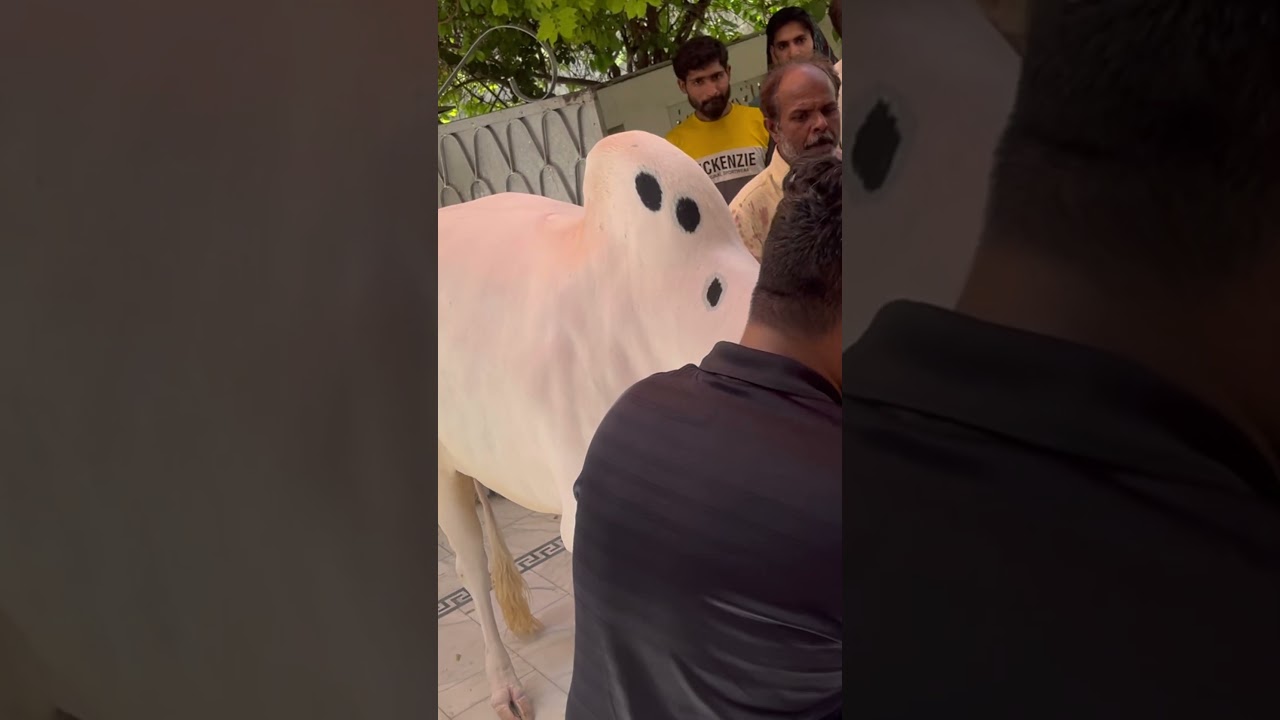 Eid Ul adha 2026 summary❤️ #qurbani #cow #animals