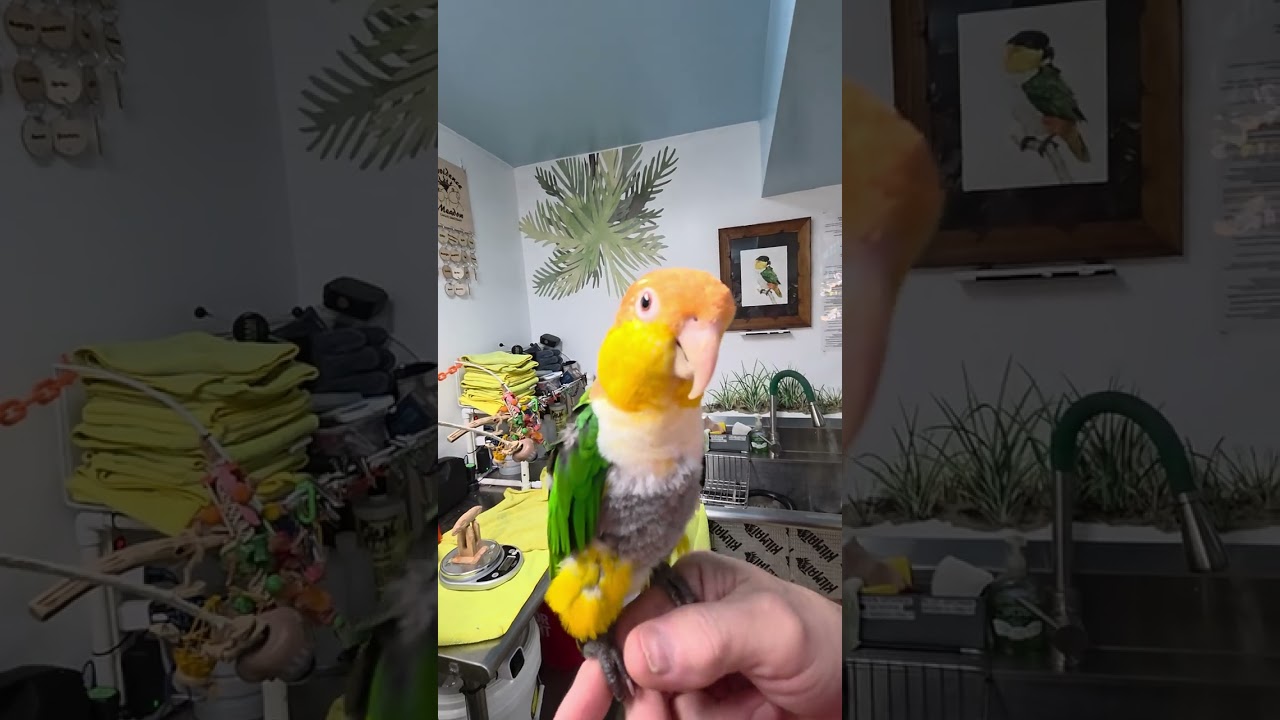 Just a quick Nigel video ....