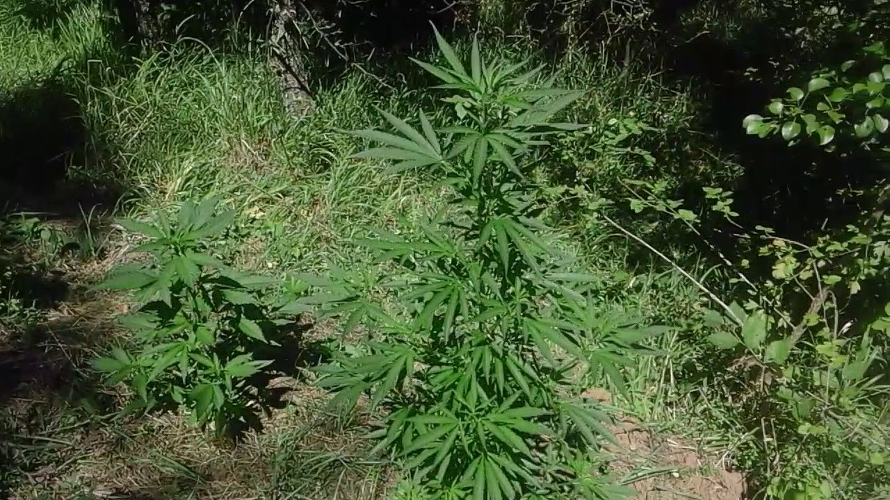 Cannabis Auto Durban Poison, Power Plant & Black Domina selfie and clones.