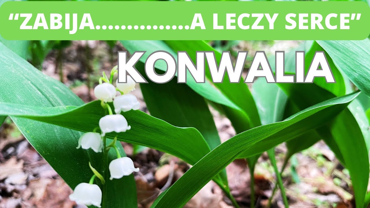 Konwalia. &bdquo;Zabija&hellip;&hellip;. a leczy serce.&rdquo; Działa podobnie jak strofantyna.