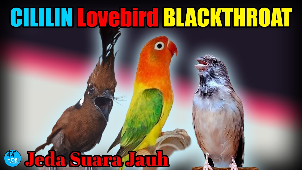 CILILIN Lovebird BLACKTHROAT Jeda Suara Jauh