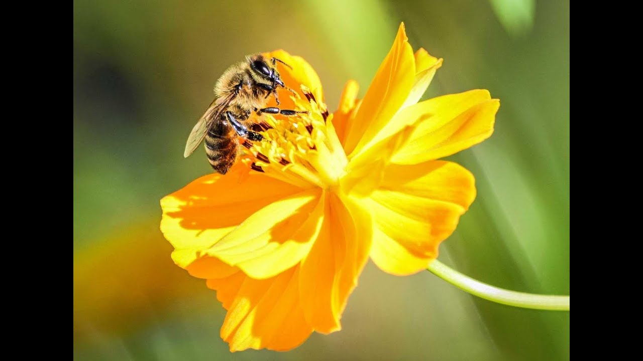 Bee Magic at McGregor Magic