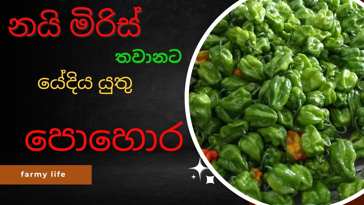 නයි මිරිස් තවන් වලට යොදන පොහොර සහ හොමොන පිළිබදව /Hot dragon,nai miris thawan#agriculture #polyhouse