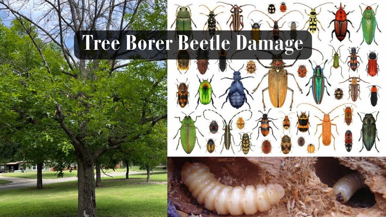 Tree Borer Beetle Damage🌳