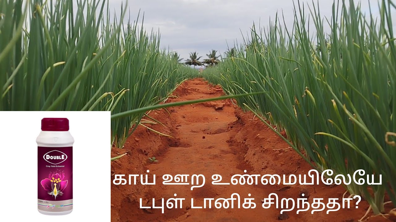 வெங்காயம் 33 ஆம் நாள் கால் பிரிதல் மற்றும் காய் ஊற உர மேலாண்மை