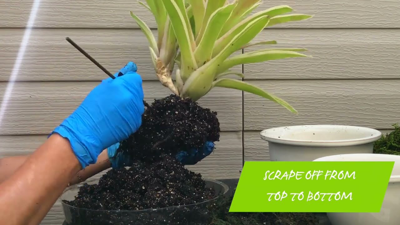 Moss Ball Kokedama to Pot | How to transplant my plant?