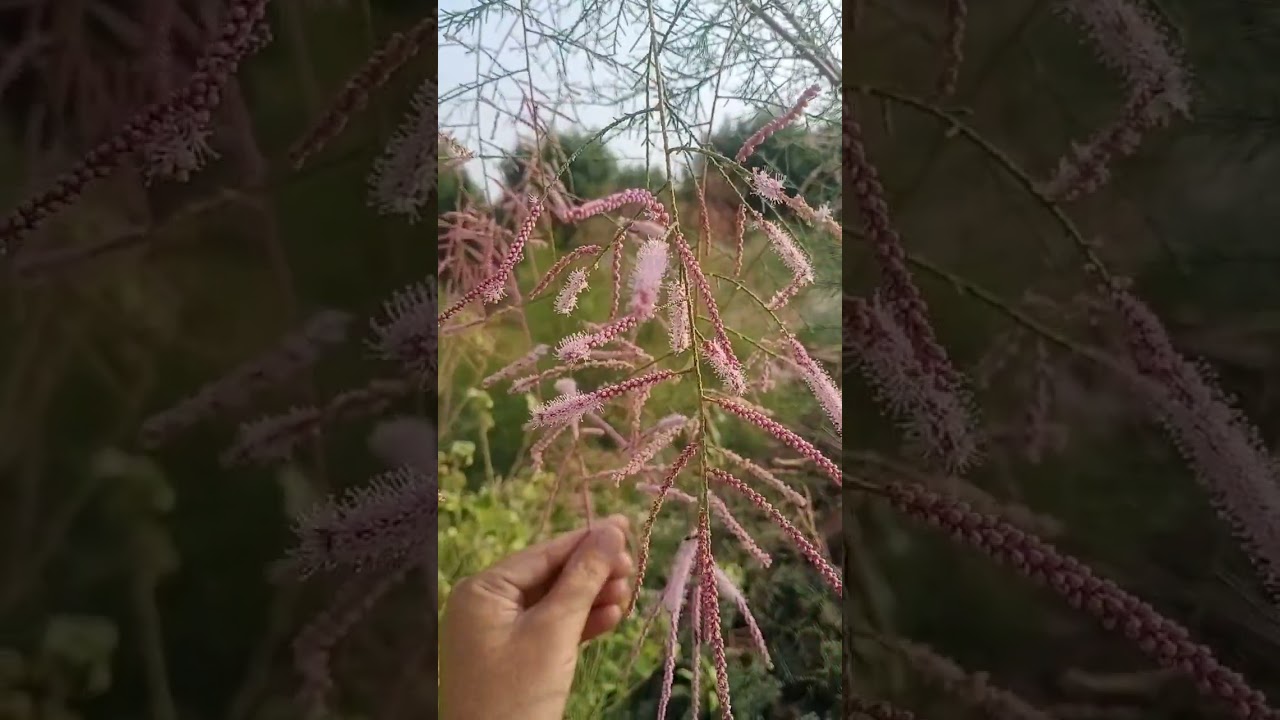 Tamarix aphylla (Farash or okan plant) salt tolerent plant