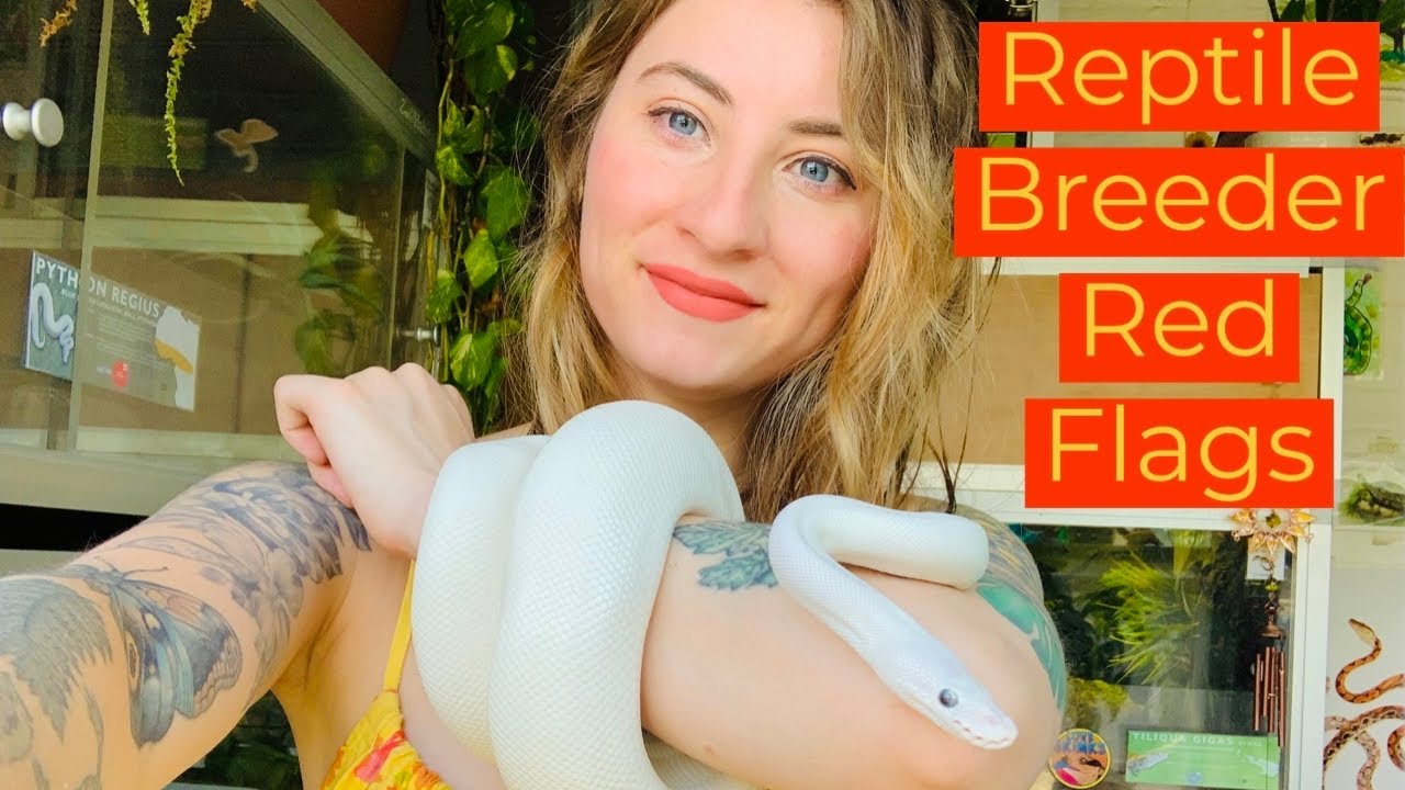 Reptile Breeder Red Flags!