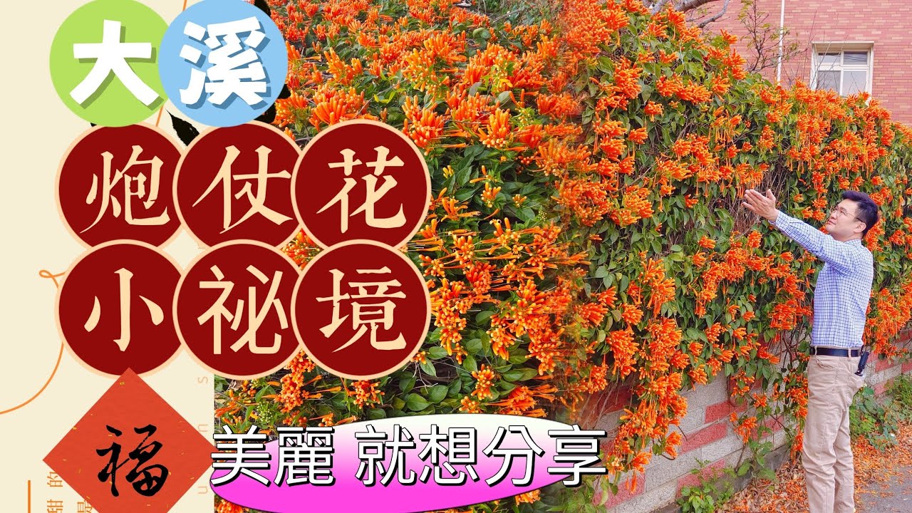 大溪 炮仗花 小踩點 祕境分享