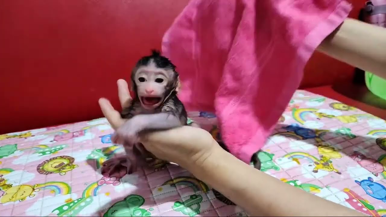 Grandma Found Poor Newborn Baby Monkey Almost Bite By Dog