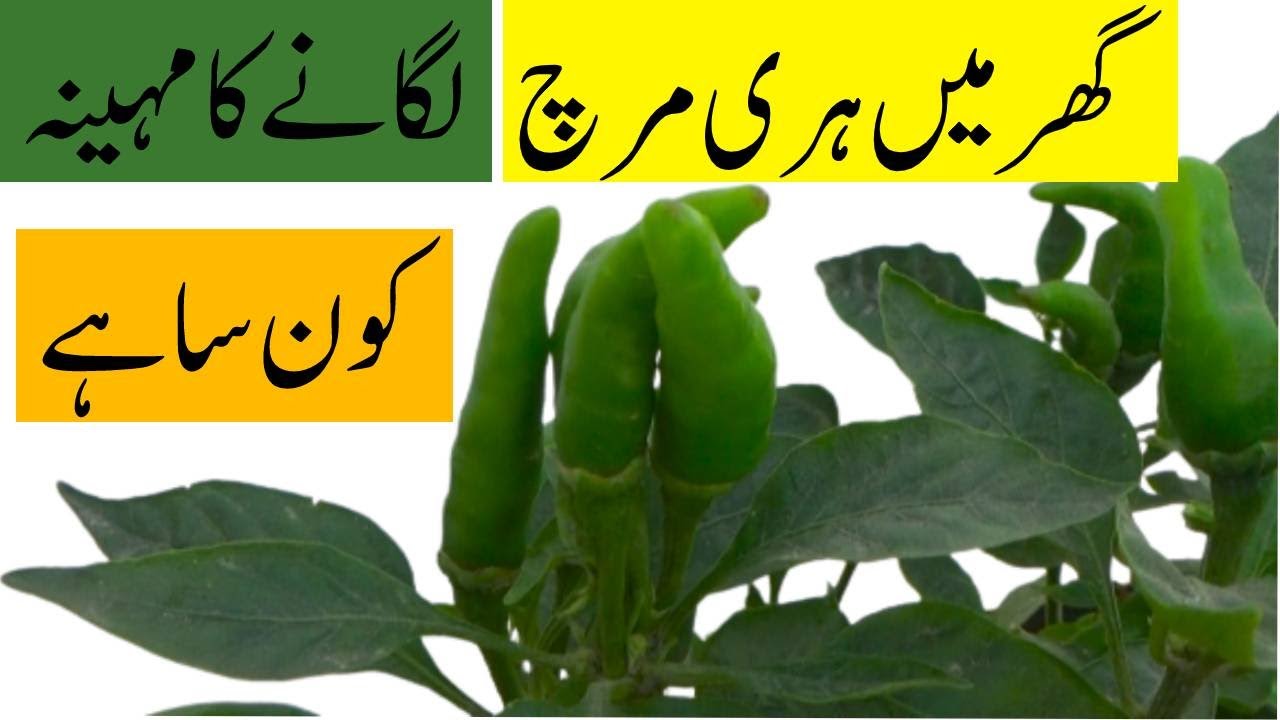 Ghar Par Hari Mirch Lagani Hai? Ye Mahina Sabse Behtareen Hai! 🌶️🔥