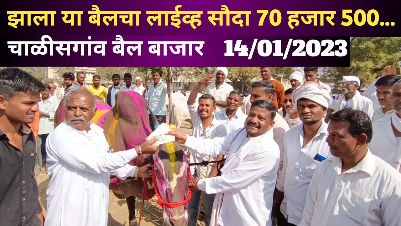 मल्हार बैलला चा झाला लाईव्ह सौदा 70 हजार 500... | Chalisgaon bail bazar 14/01/2023