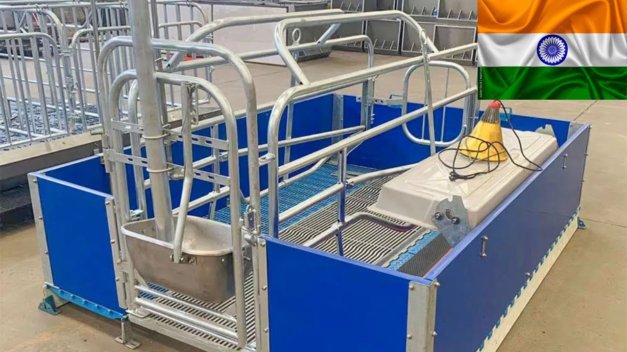 Pig Farrowing Crate - European Standard | Pigfarmindia
