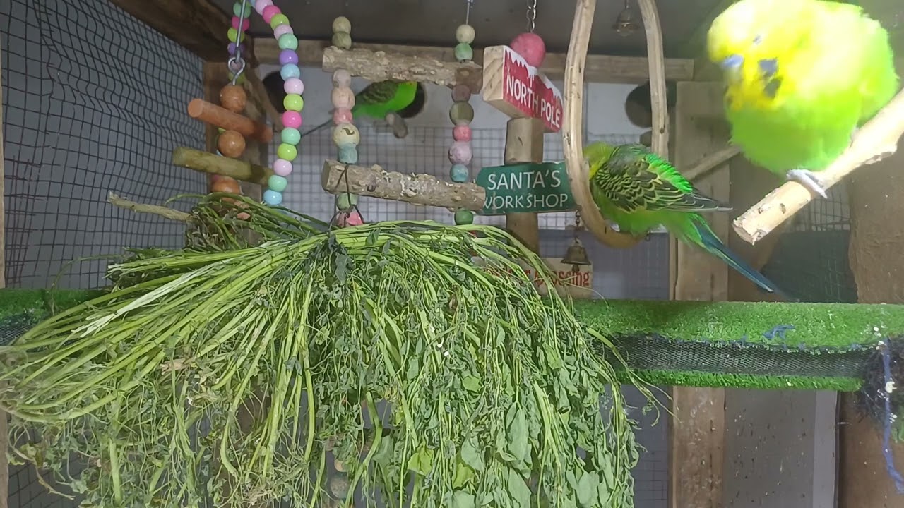 The Smartest Parrot in the World!