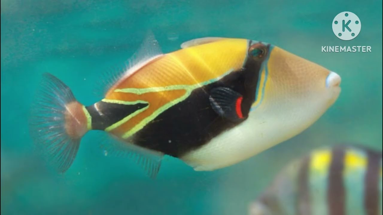 Octonauts Creatures A to Z with Real Animals (My Version)