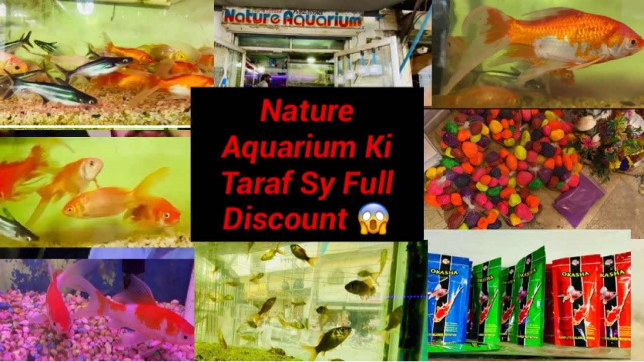 Fishing Par Sale laga di ha Nature Aquarium/College Road Rawalpindi Fishing Market Price Update 2024