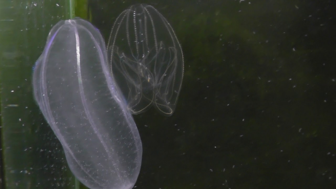Predation of the Beroe cucumis