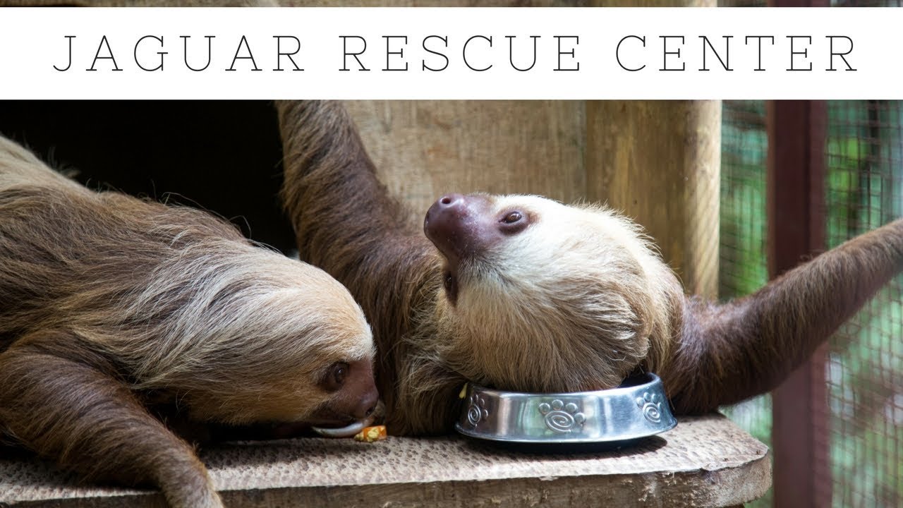 Jaguar Rescue Center Puerto Viejo Talamanca