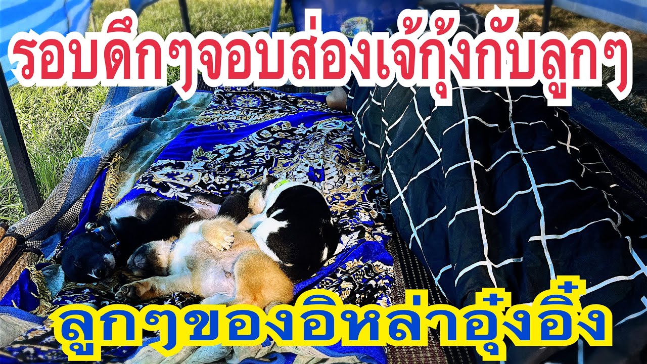 พากันนอนหลับดีคักเจ้กุ้งกับลูกๆ #อุ๋งอิ๋งเพชรบ้านแพง