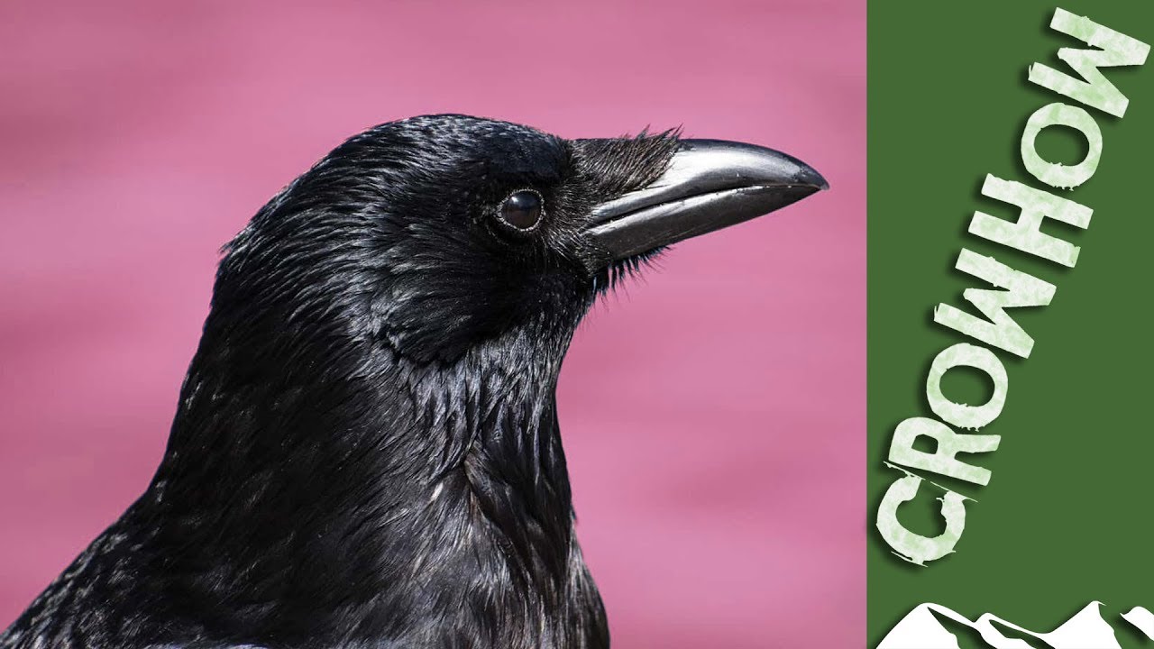 Crowhow: how to decoy crows