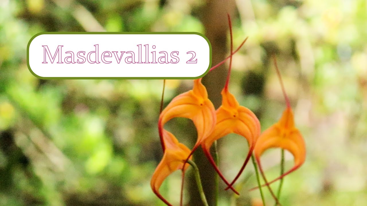 Cultivo de Orquídeas Masdevallias 2 | Alma del bosque