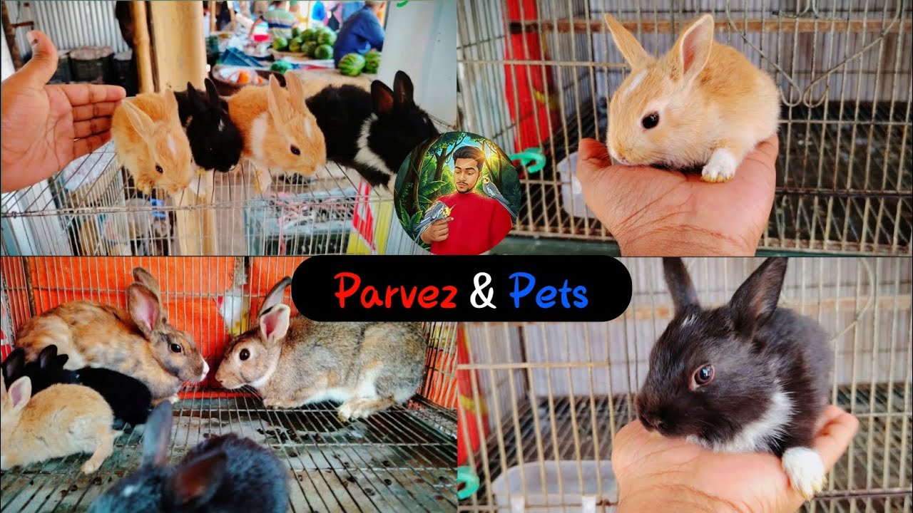 পাঁচটা বাচ্চা সহ খরগোশের সম্পূর্ণ ভিডিওটি দেখুন-Watch the Full video Of Rabbit With Five Babies_🐇❤️🥰