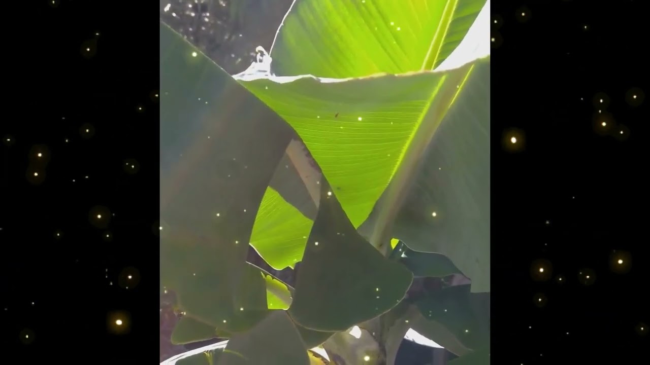 ASMR AMBIENCE BANANA LEAVES  🌞 Deepest Sleep Nature Sounds 🌼 Birds & Crickets - Stress relief