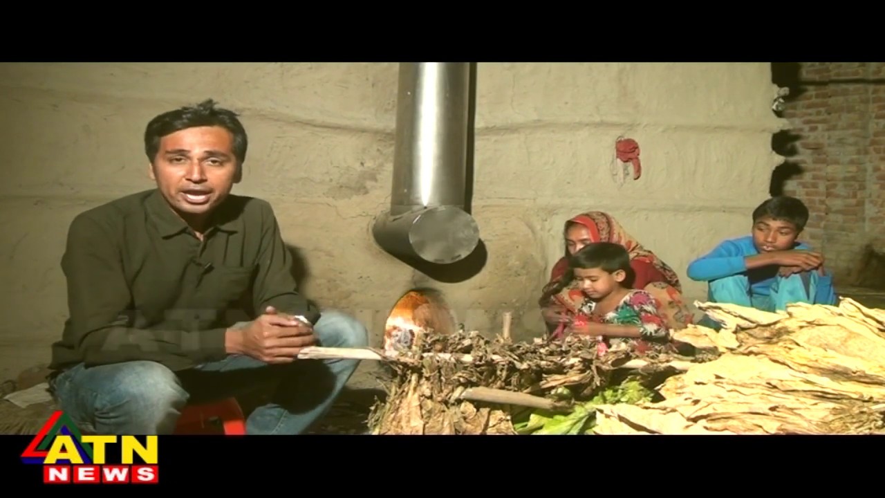 তামাক চাষের প্রভাবে কুষ্টিয়ায় বাড়ছে প্রতিবন্ধী শিশুর সংখ্যা