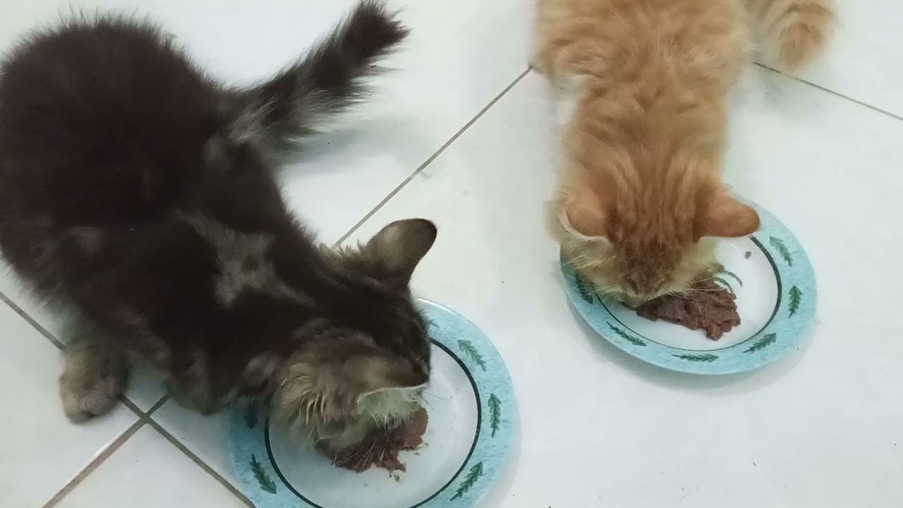 CARA KASIH OBAT FLU  KUCING BIAR LAHAP🐱