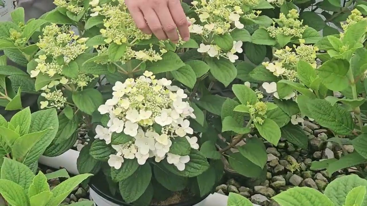 Paniculatas