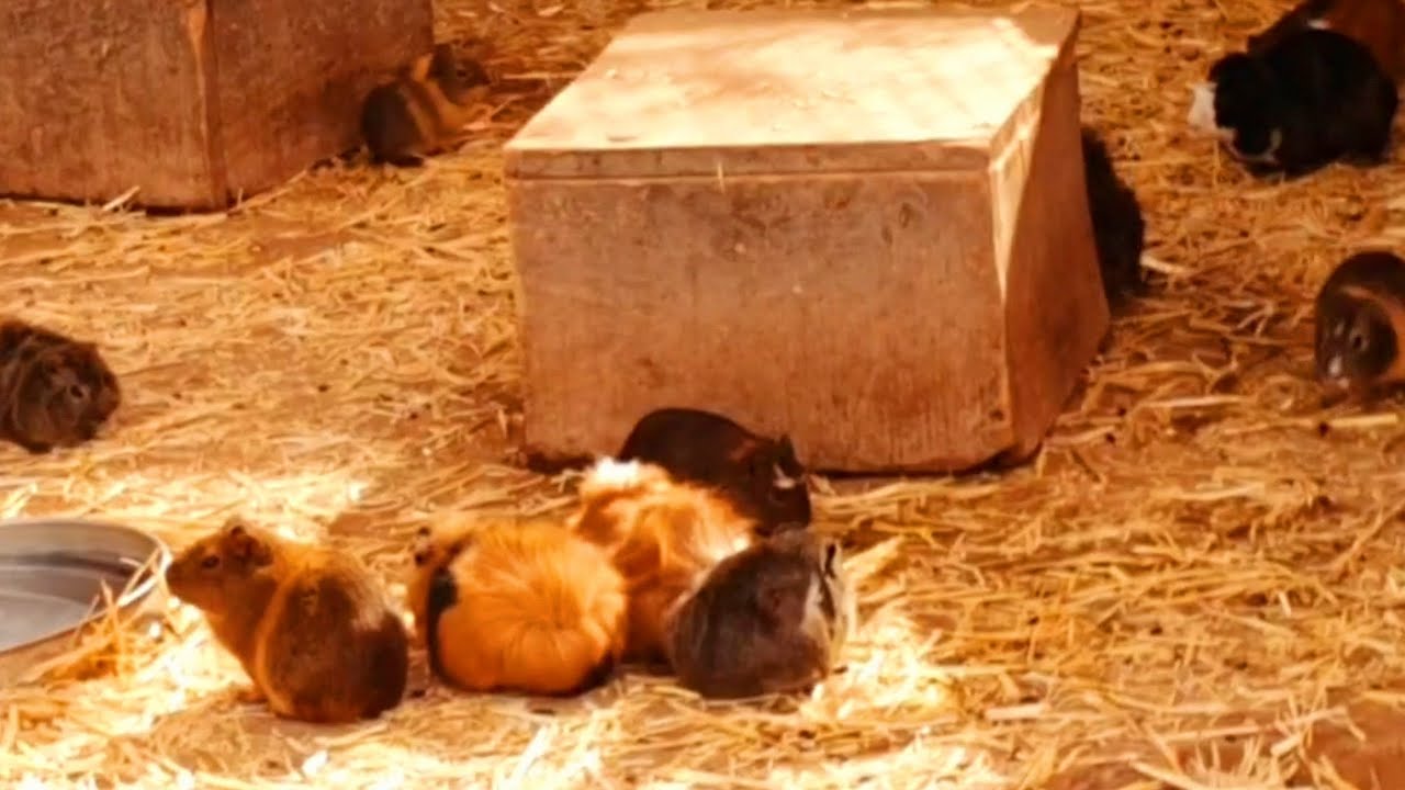 🌞🌊😍🥰😇 Relax & Enjoy: Monkey Park, Sea Pigs and monkeys 3 - Tenerife, Spain 🌞🌊😍🥰😇