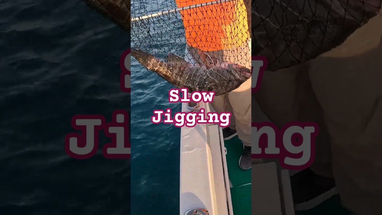 לוקוס לבן בסלו אחרי כמה חודשים ללא תפיסות שלי בסירה🐟 White grouper in Slow Jigging Subs