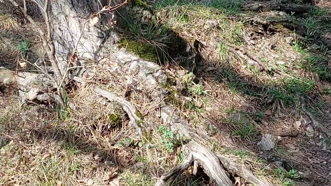 The Nature CCCXLII 💚