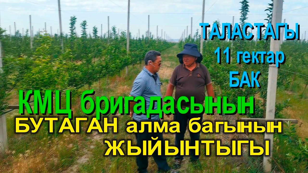 11 ГЕКТАР АЛМА БАК. КМЦ КЫРГЫЗСТАНдын бригадасы бутагандан кийинки жыйынтык