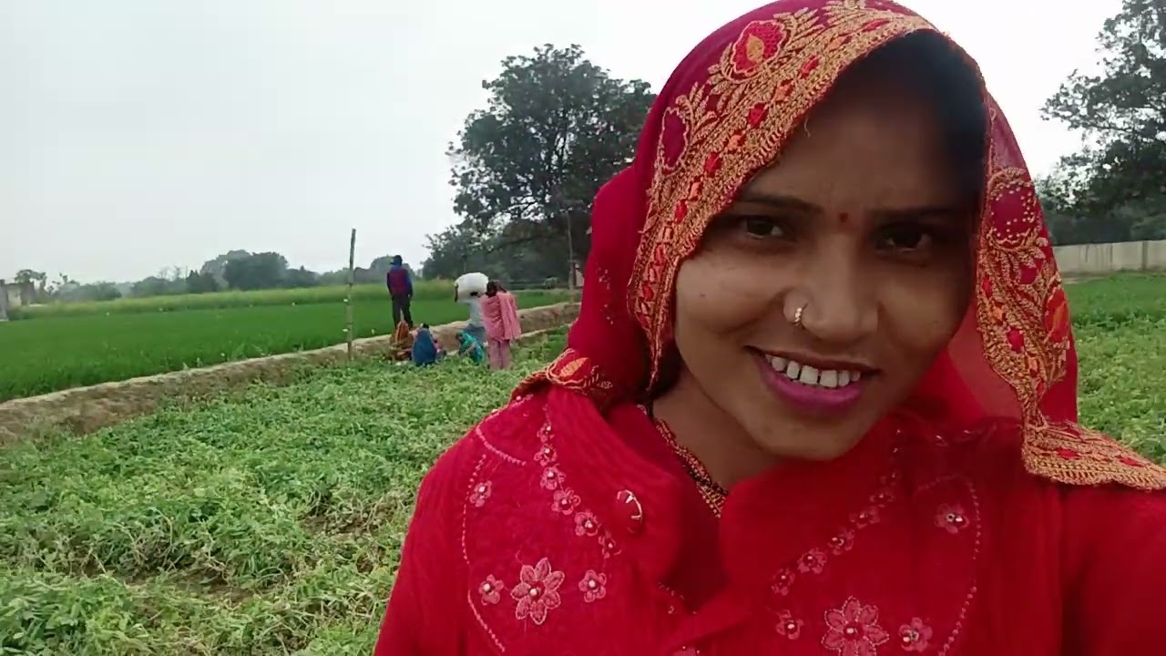 Matar ke khet ka block video#🫛🫛🫛🫛🫛 ham log matar Tod rahe hain kaisa laga wala video 