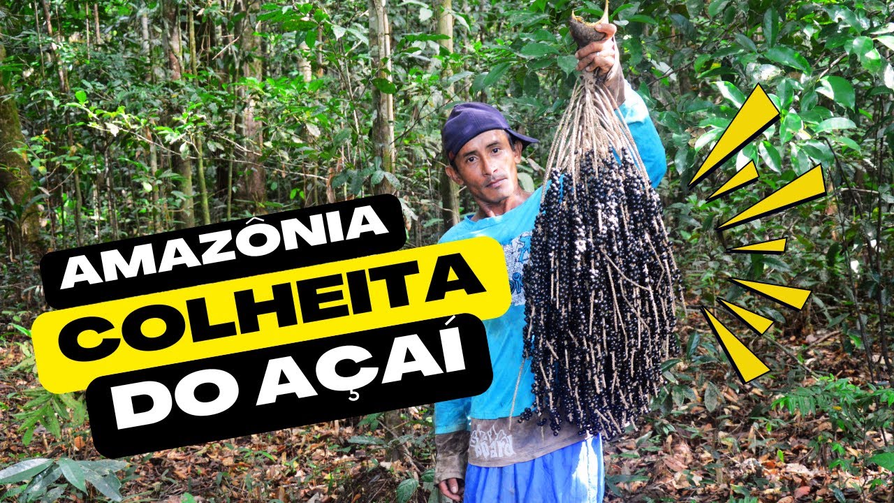 AMAZÔNIA - COLHEITA do AÇAÍ 😲😱