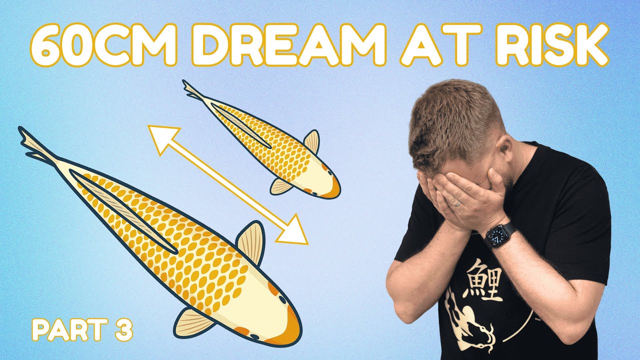 Have I Already Fallen Too Far Behind With My Golden Corn Koi? | Grow Out Part 3