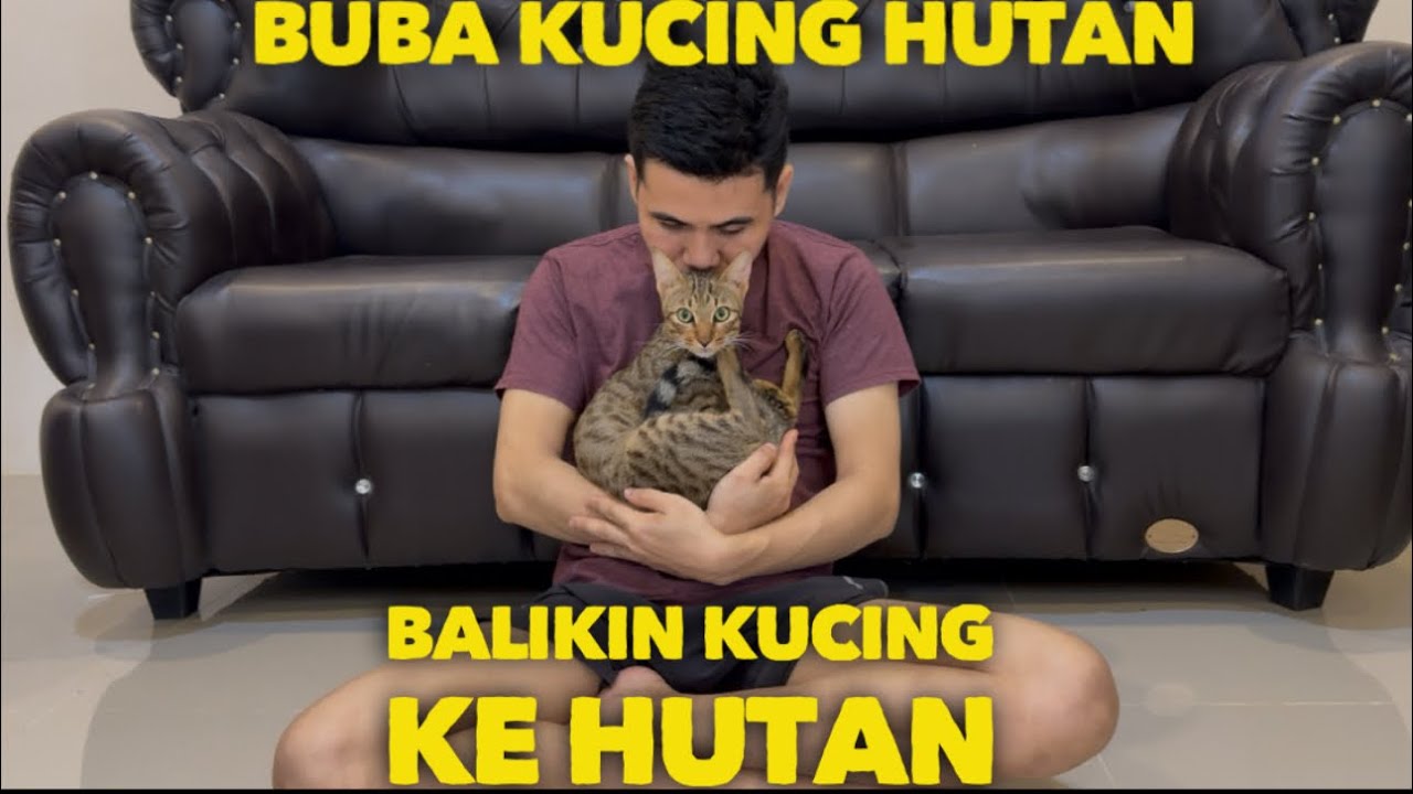 SEDIH BALIKIN KUCING HUTAN INI LAGI KE TEMPAT ASAL NYA