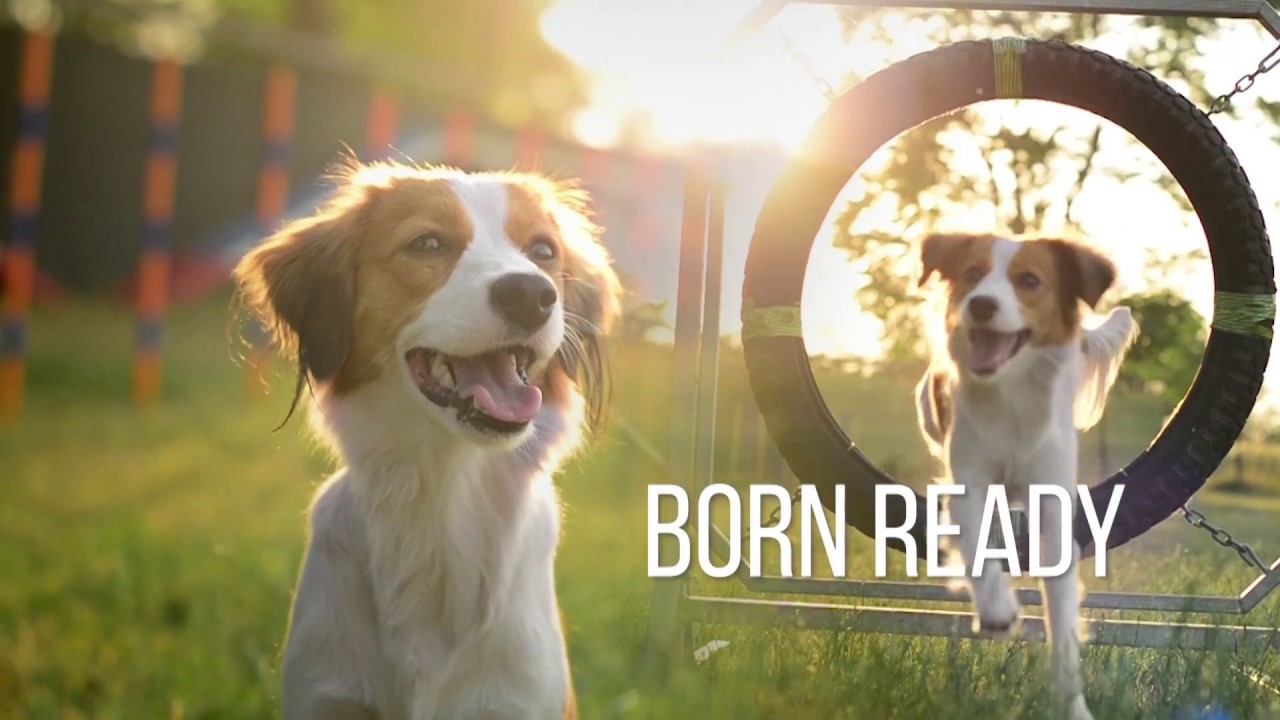 * BORN READY - { Full Dog MEP }