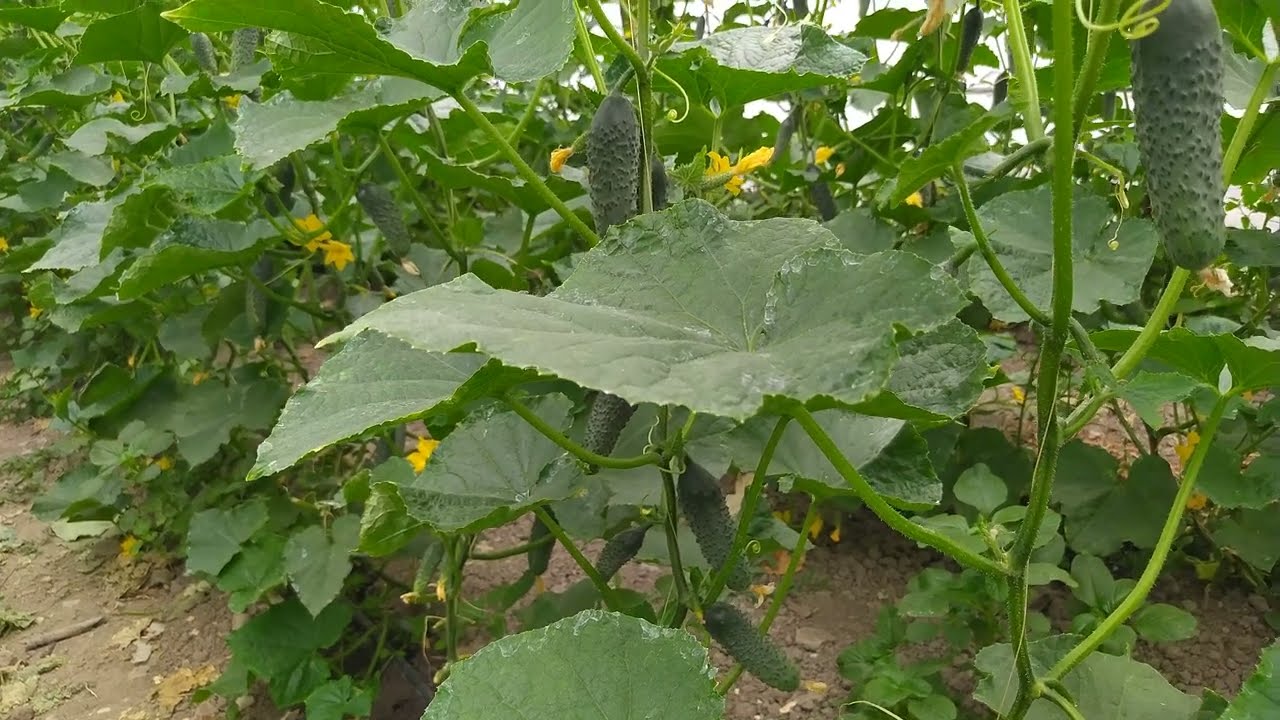 COPILIREA CASTRAVEȚILOR ,DEFOLIEREA CASTRAVEȚILOR