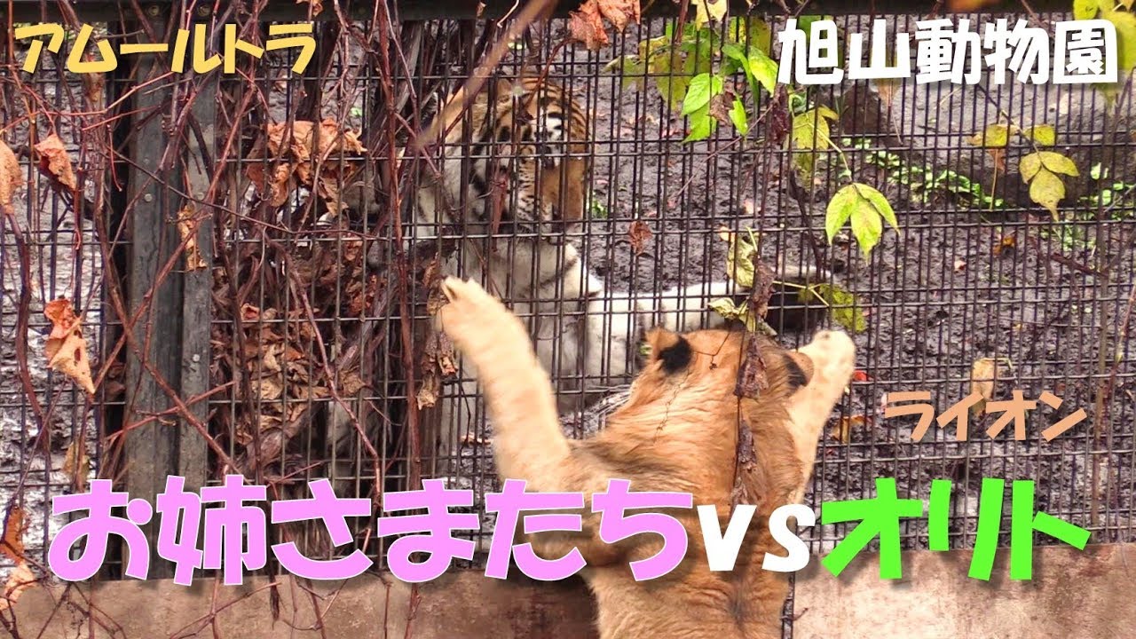 【ライオンとアムールトラ】オリトvsお姉さまたち（旭山動物園）Lion & Siberian tiger