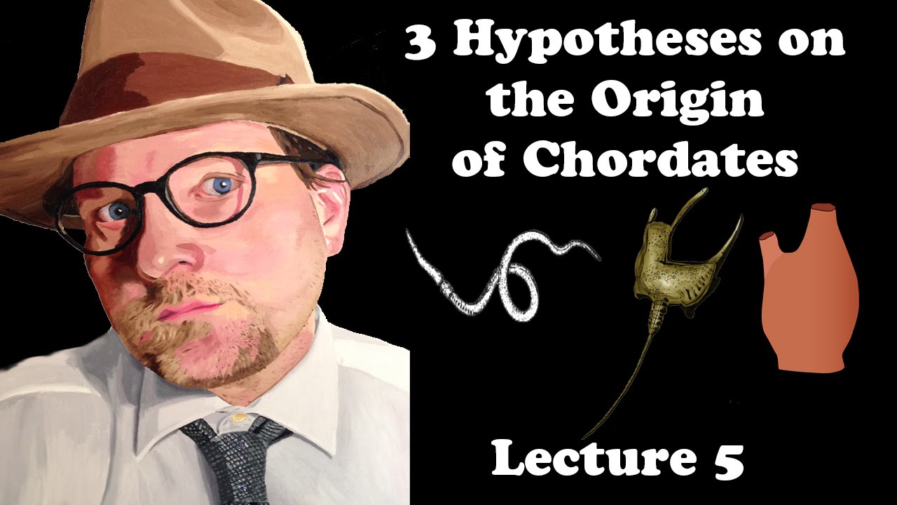 Лекция 5 Три гипотезы происхождения хордовых