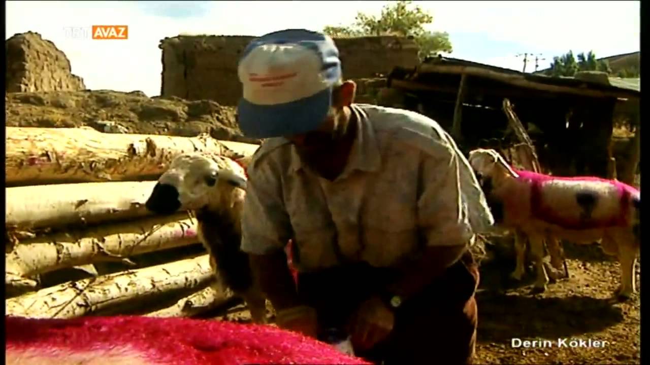 Çallı Köyü - Sivas - Koç Katımı - Derin Kökler - TRT Avaz