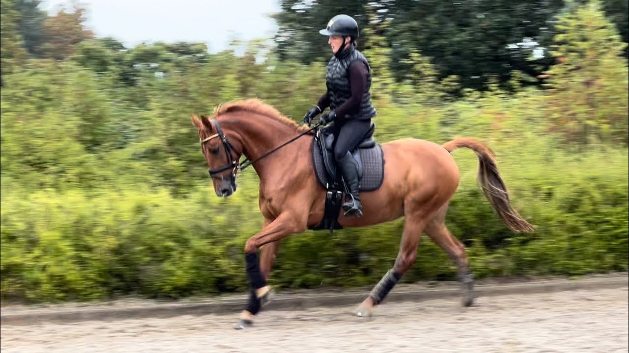7yr old 148cms Pony 