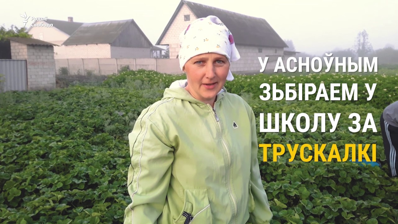 Як жыве Лунінецкі раён у ягадны сэзон | Как живёт Лунинецкий район в ягодный сезон