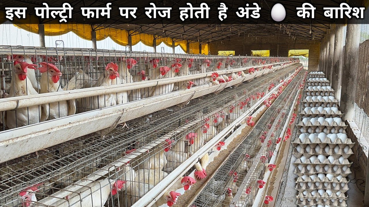 50 लाख का Egg Poultry Farm Business Plan | Layer Poultry Farming