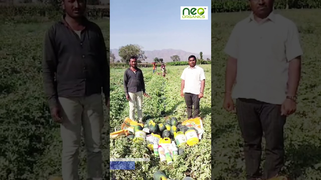 नेओ ऑर्गॅनिकच्या उत्पादनांनी शेतकऱ्याला मिळाले टरबूजाचे विक्रमी उत्पादन! | NEO ORGANIC